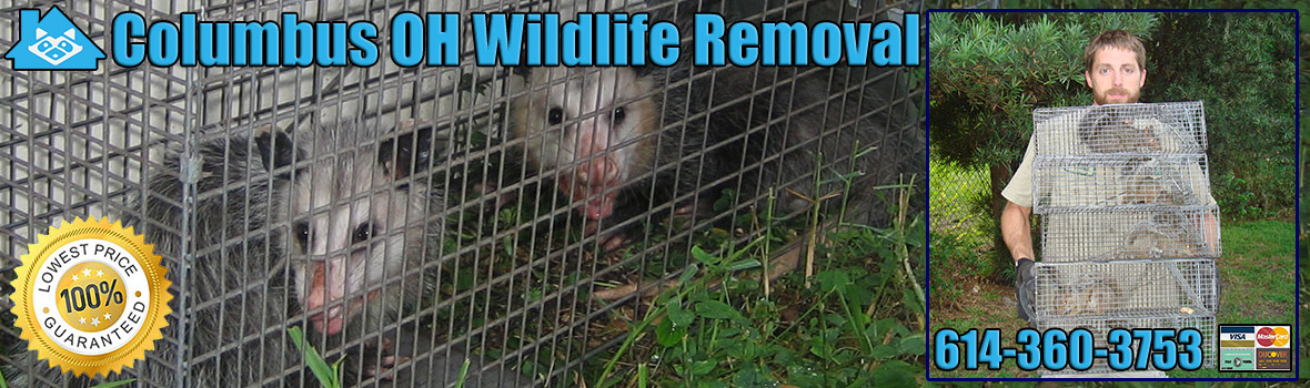 Columbus Wildlife and Animal Removal